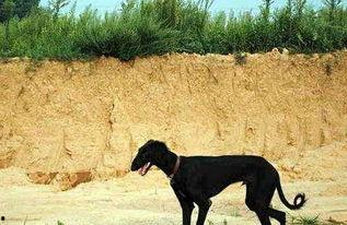 娱乐吃瓜酱细狗,娱乐吃瓜酱的趣味解读